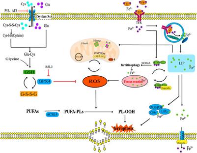 Frontiers | New insight of the pathogenesis in osteoarthritis: the 